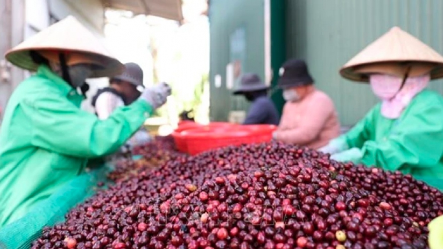 Vietnam coffee prices decline amid market fluctuations